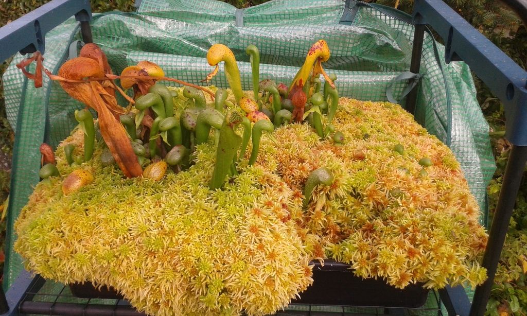Live Sphagnum Moss How to Sustainable and Peatfree Cultivation